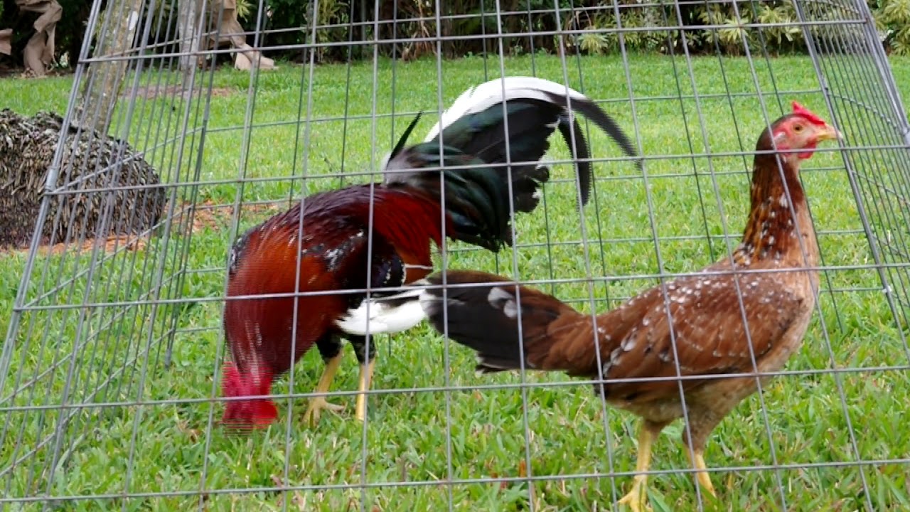 Sabongtube - Spangled Cuban Spanish Pinto