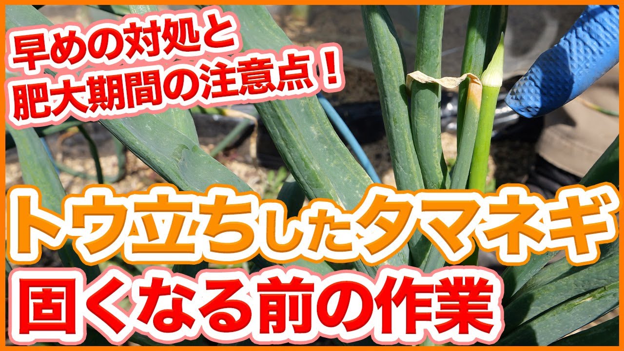 家庭菜園や農園の玉ねぎ栽培でトウ立ちした玉ねぎが固くなる前に！早めの対処で生長をなだらかにする玉ねぎの育て方を徹底解説！【農園ライフ】