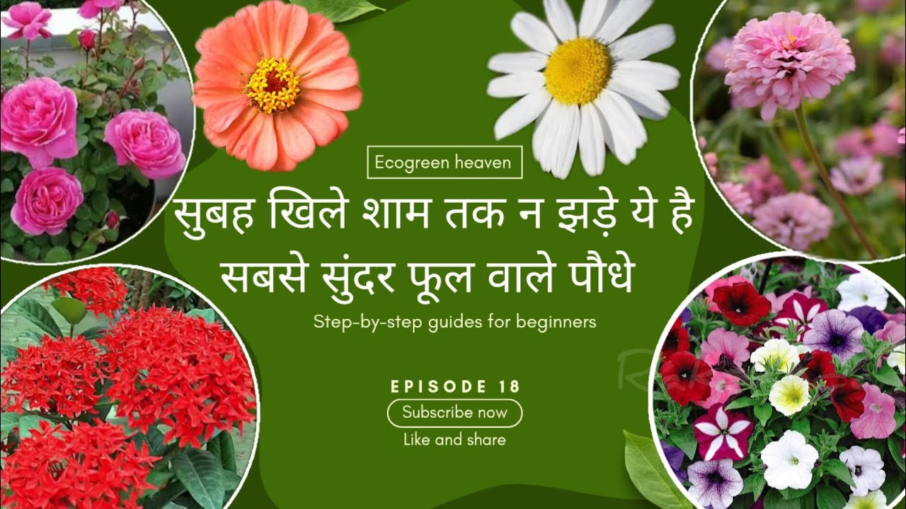 Best ten flower plants || Flower plants for balcony & garden | सप्ताह तक न मुरझाने वाले पौधे है कुछ 