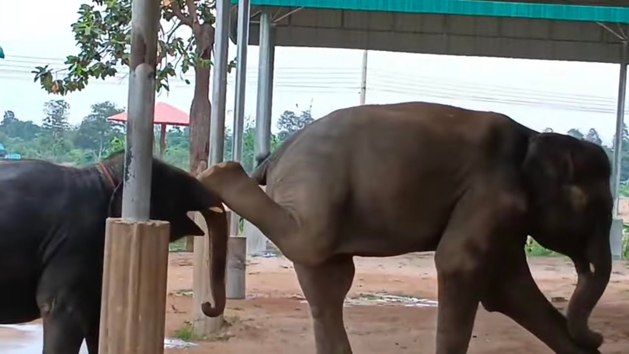 พ่อกับแม่ ผูกลูกช้าง อยู่ใกล้กันเหตุการณ์จึงบังเกิด!
