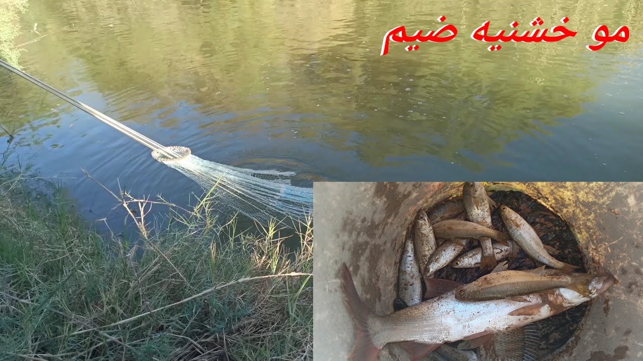 صيد الاسماك الخشني بالسليه صيد روعه تابعة لاخير وماراح تخسر