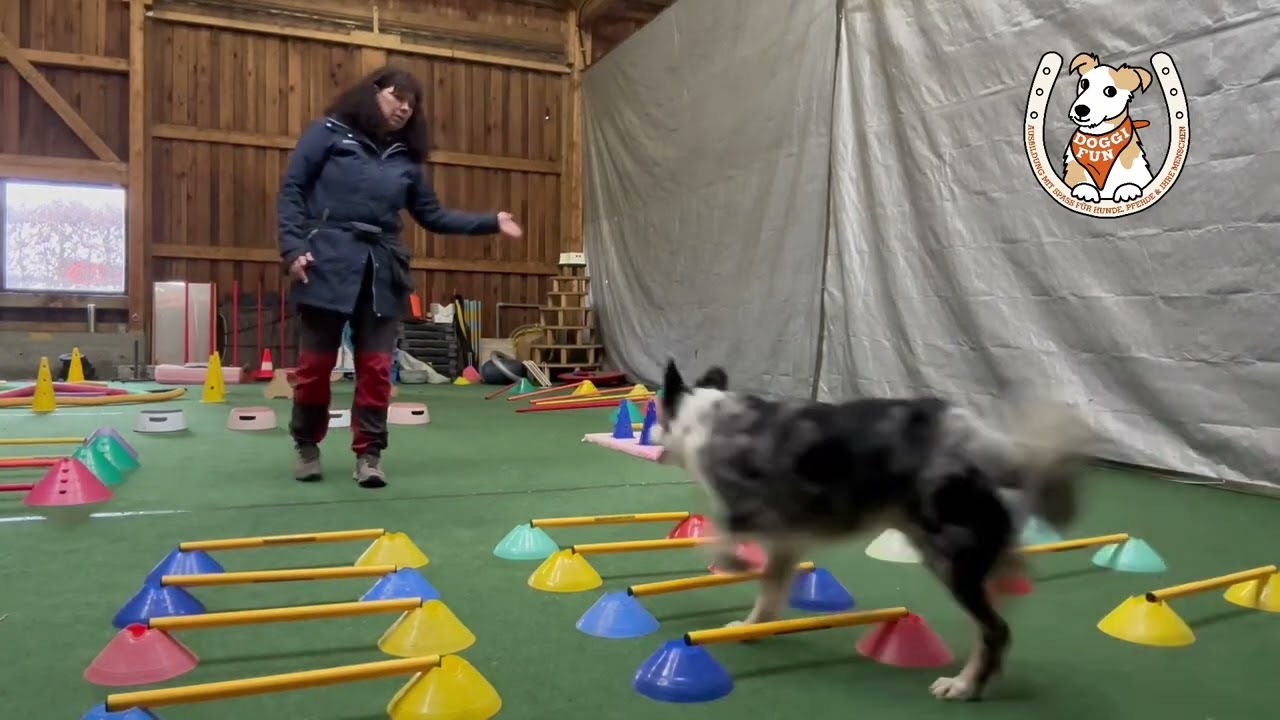 Cavaletti-Training mit Yoki