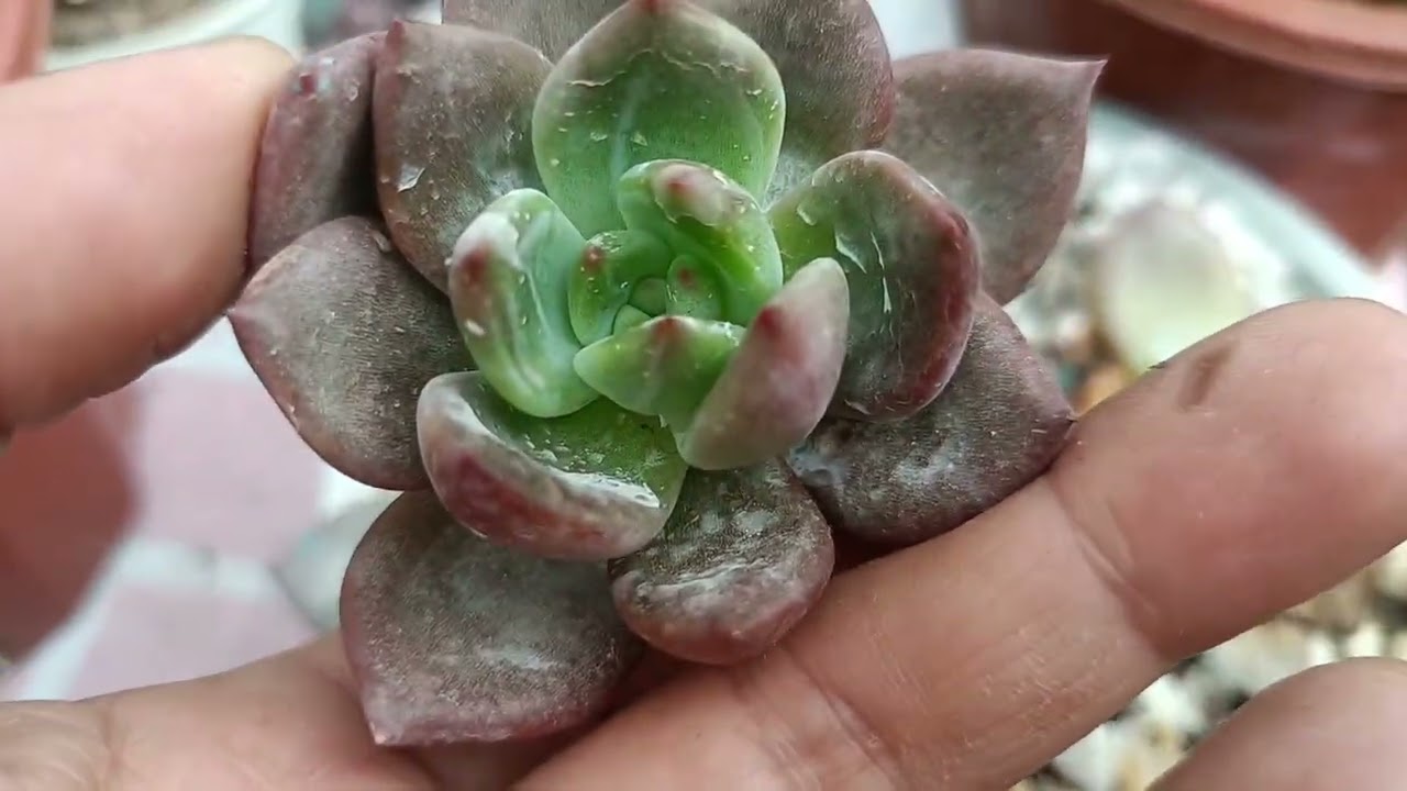 Changing Pots For My Echeveria Champagne Succulents 