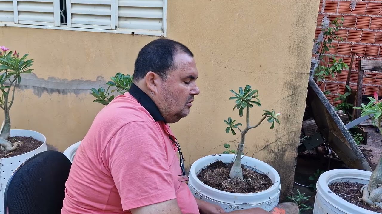 ARANCAR ESSA BELEZURAS NAO FOI FÁCIL, DO SUBSTRATO  PÓ DE SERRA, 