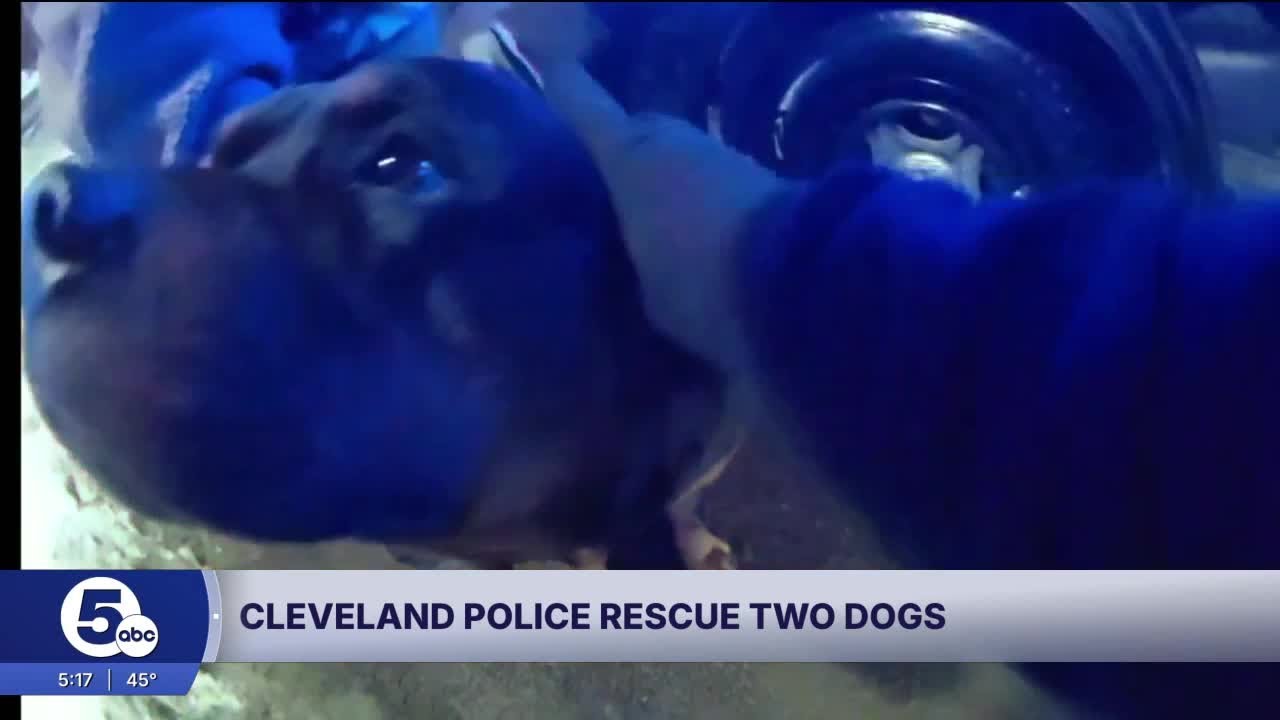 How police and Good Samaritans helped rescue 2 rottweilers on I-90 at Dead Man’s Curve