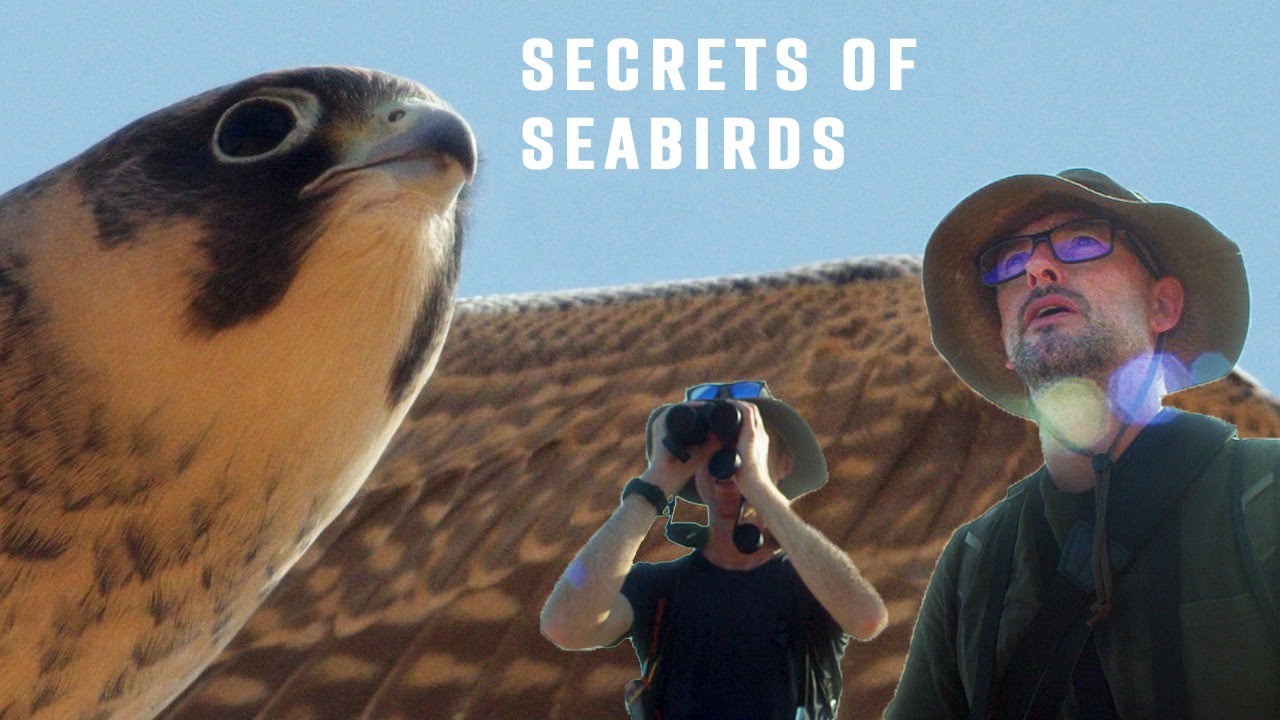 The Savage Strategies of Seabirds