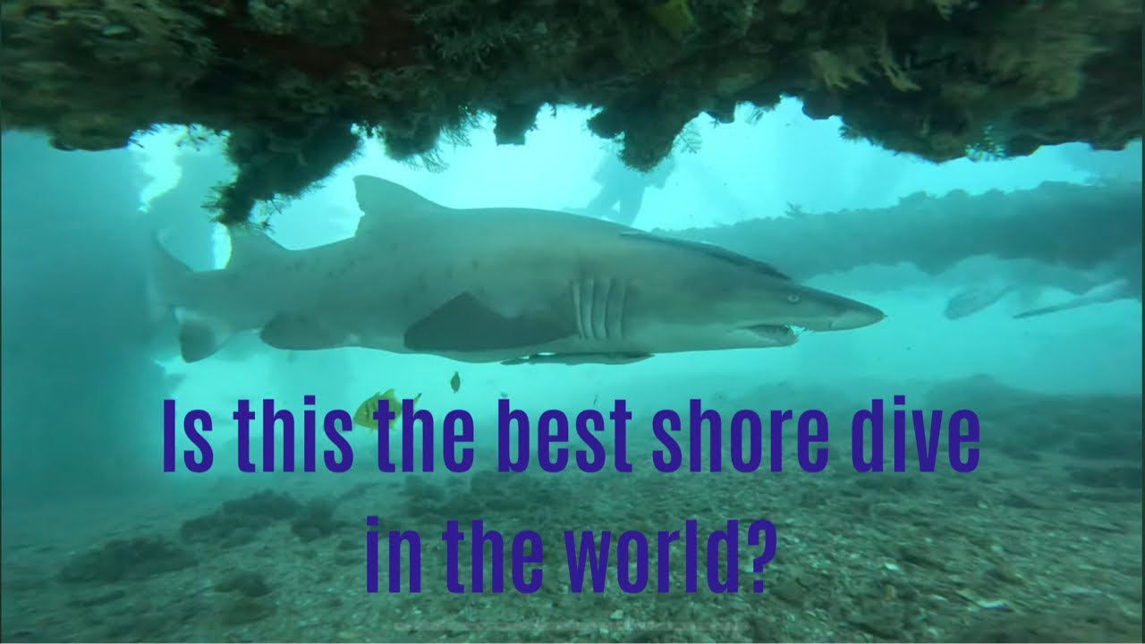 Best Dive Ever - Exmouth Navy Pier