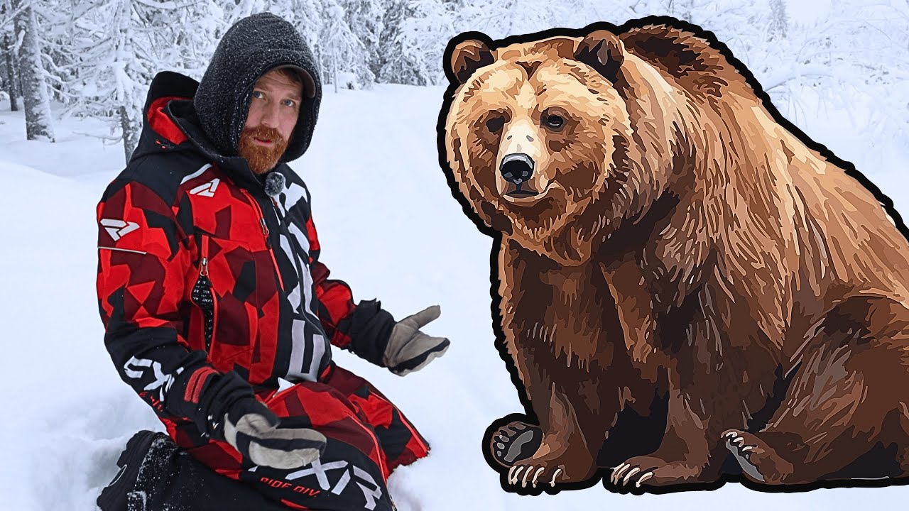 Did I Find Bear Tracks Near Our Cabin? The Truth About Brown Bears in Sweden