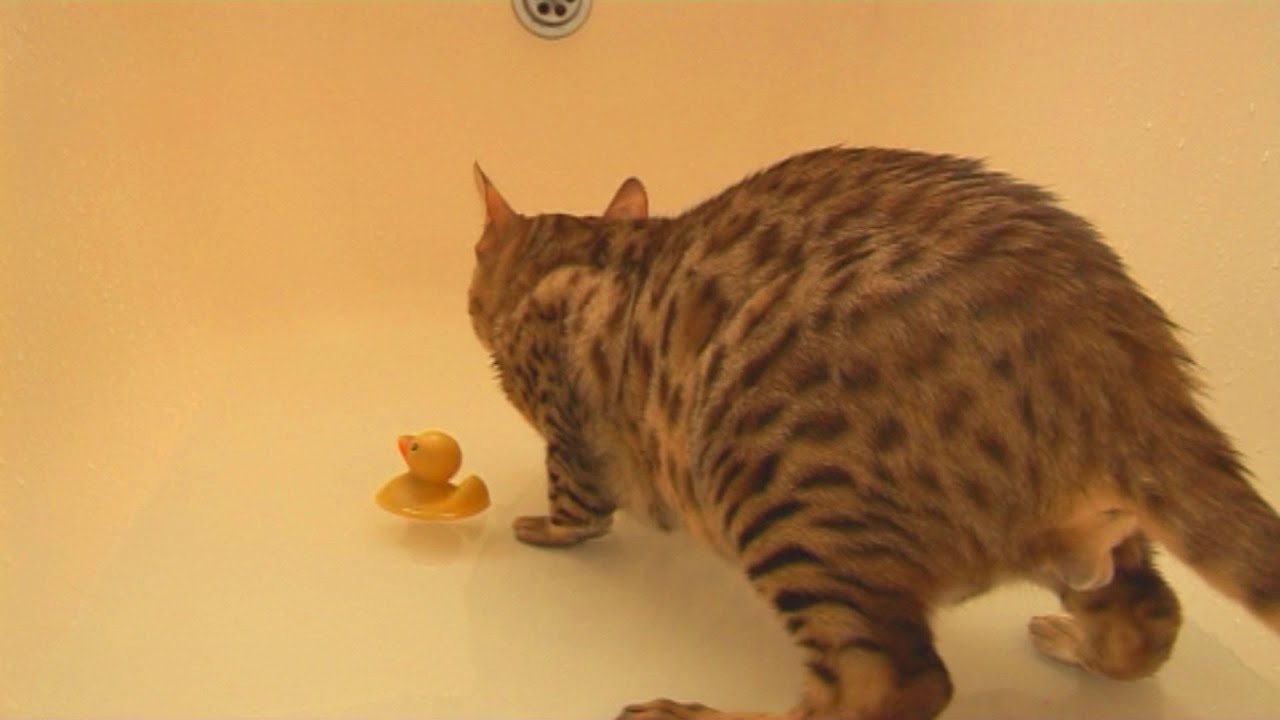 Bengal Cat loves a bath in water