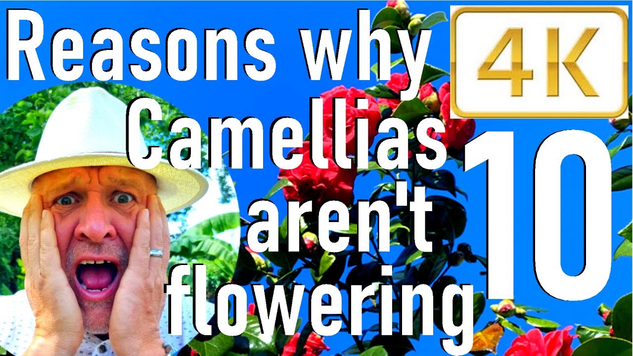 Ten reasons why your camellias are not flowering