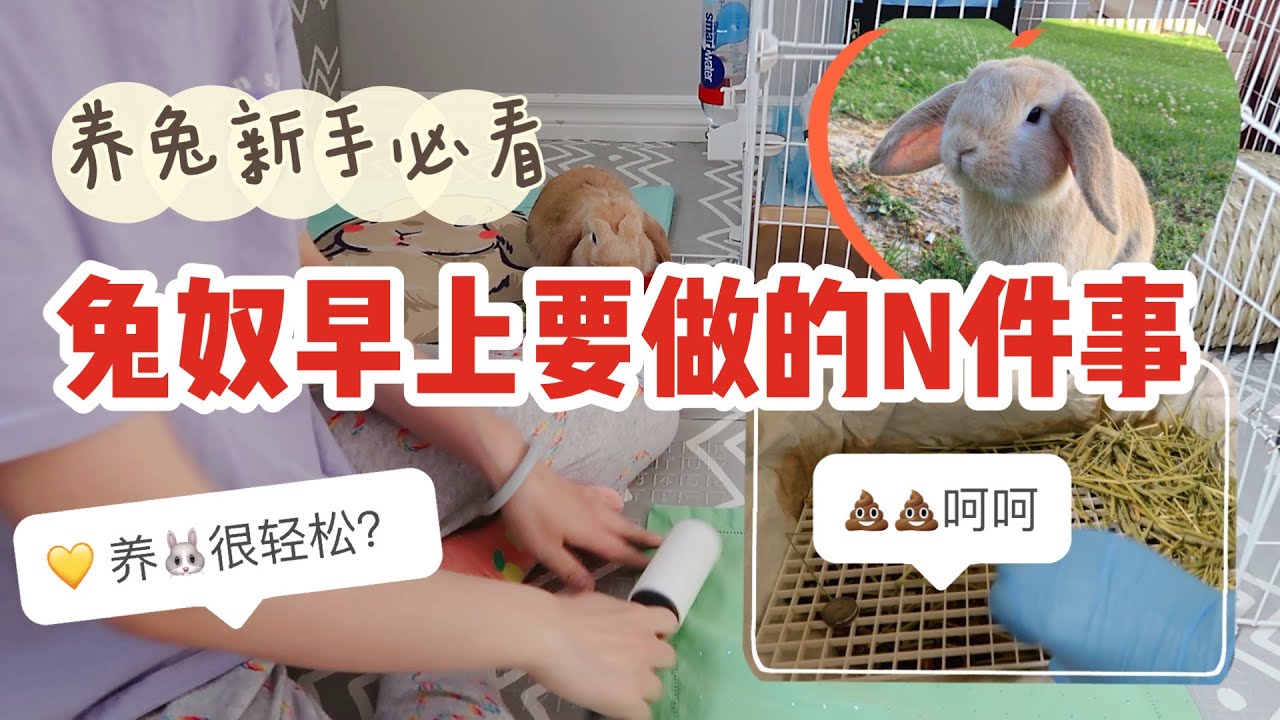 新手养兔必看| 养兔子比养猫狗轻松？看看我早上怎么过的😂如何打扫兔笼换厕所？兔子会上厕所吗？在外面拉了怎么办？垂耳兔每天吃什么？幼兔粮推荐Rabbit morning cleaning清理兔笼厕所妙招