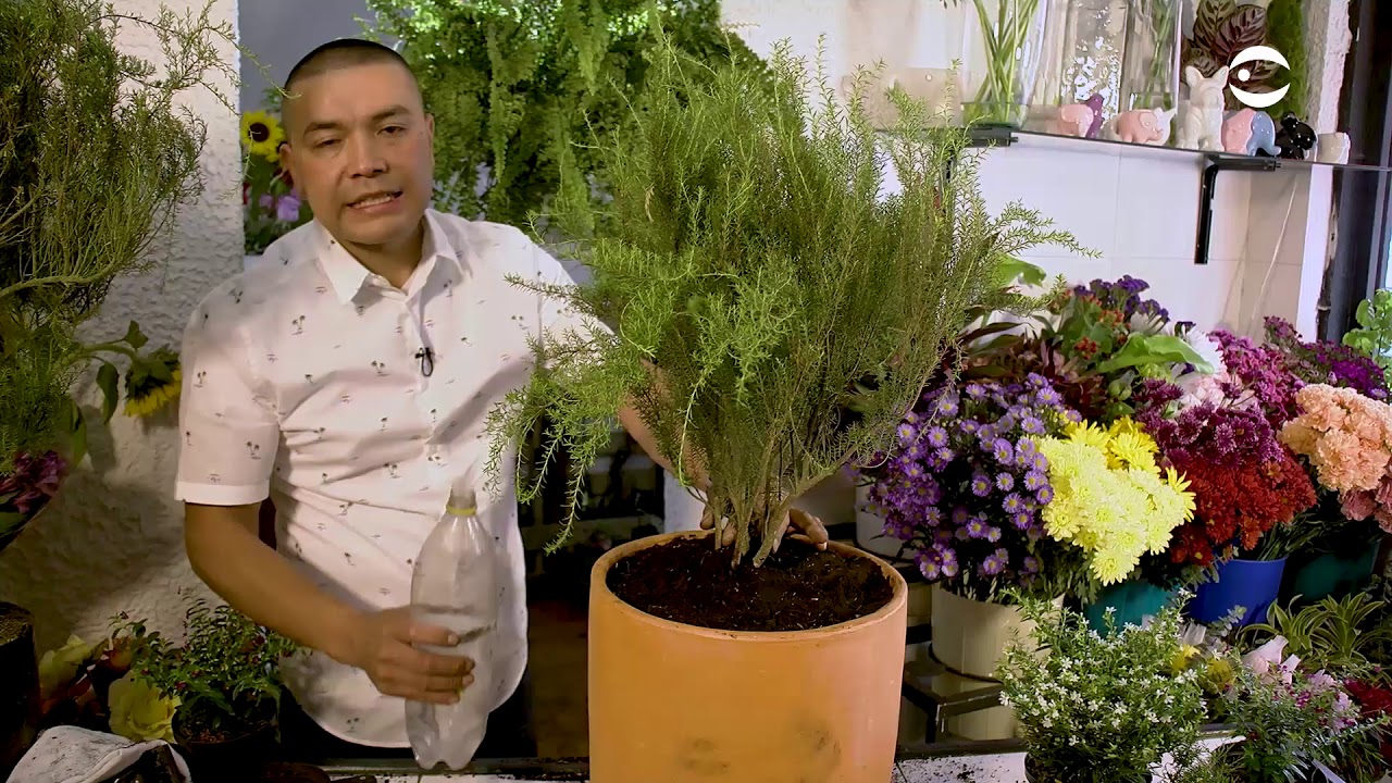 Diosme - Plantas y jardines