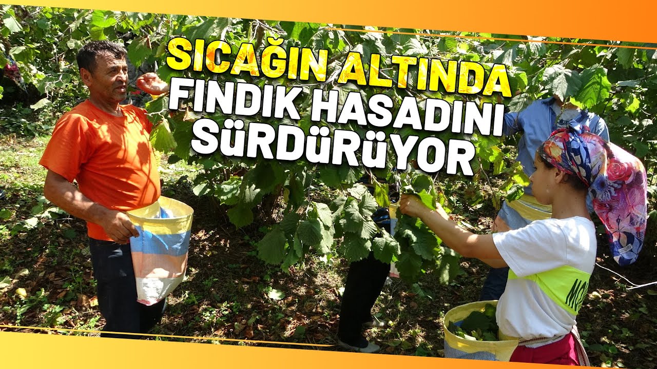Ordu'da Fındık Hasadı Başladı