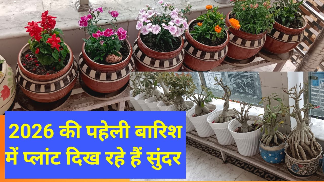2026की पहली बारिश मै  दिख रहे हैं सुंदर प्लांट 