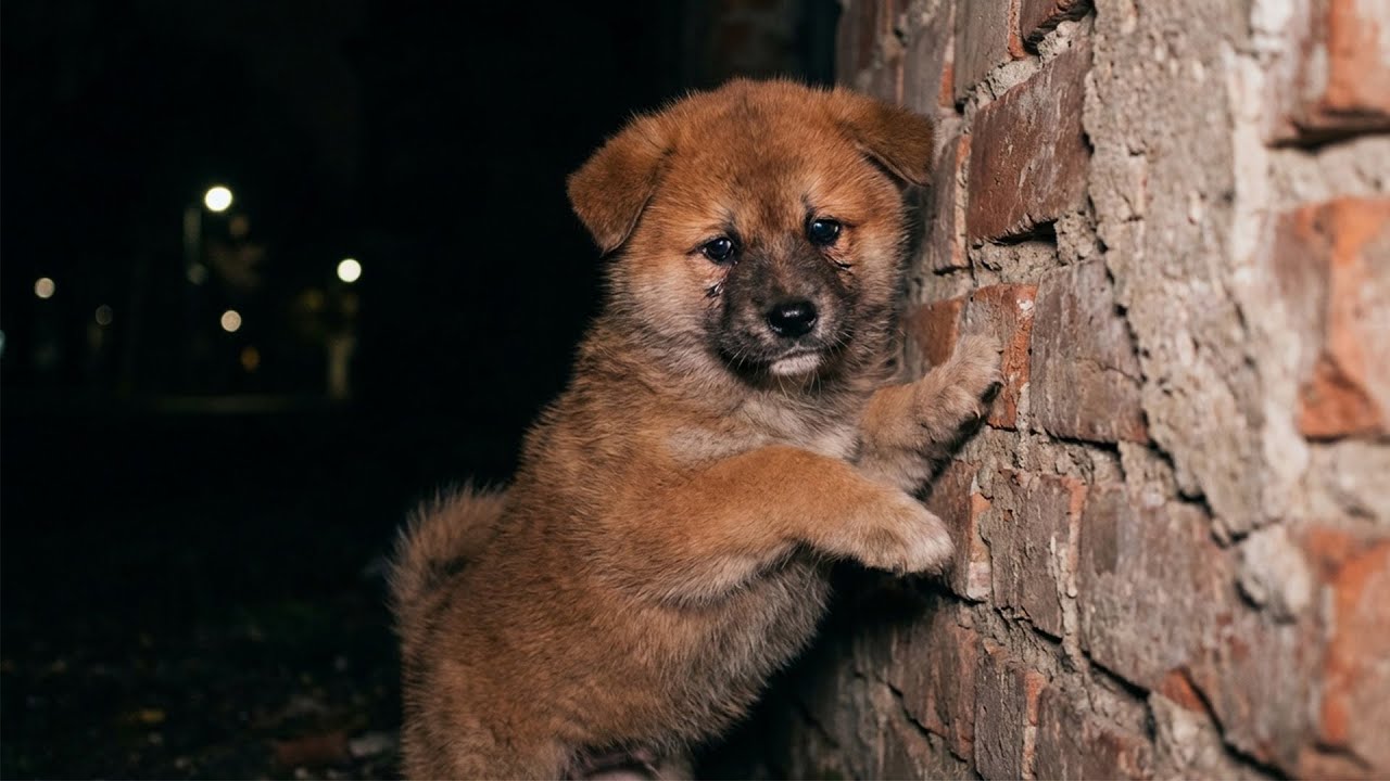 壁に背中を押し付けて二本足で立つ犬。女性が近づくと、それは泣いていた。