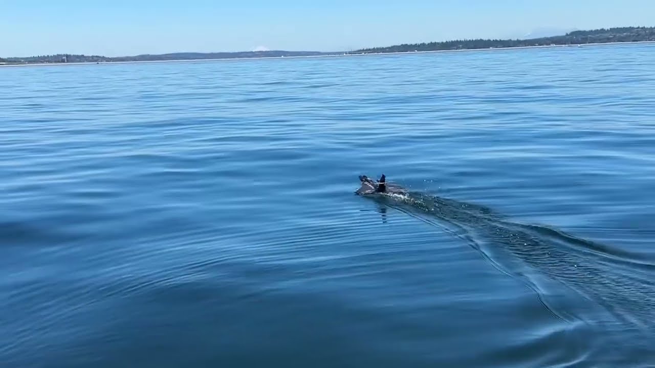 Banggood XIAXIU Raptor H650 Sea Land Air RC Plane. Doing some Touch and Gos off boat