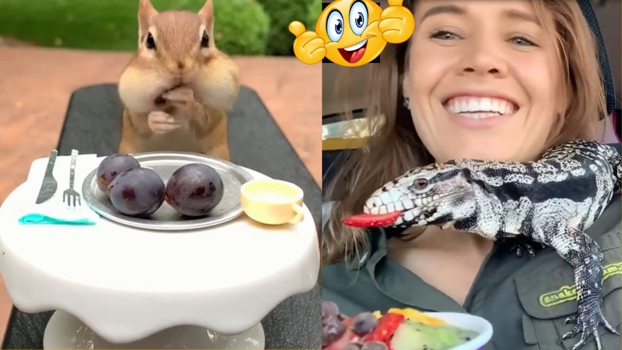 Delightful Animals Eating Food Compilation | Cute and Adorable Moments | Fails and Funnies
