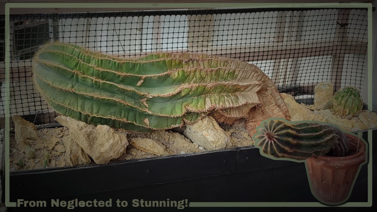Η ΜΕΓΑΛΥΤΕΡΗ ΜΟΥ ΣΥΝΘΕΣΗ ΜΕΧΡΙ ΤΩΡΑ - A DESERT HOME FOR A RESCUED CACTUS