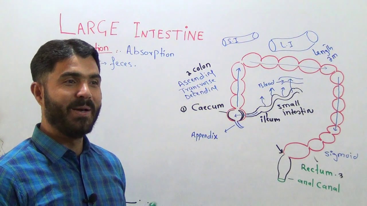 L 6 Large intestine structure and function