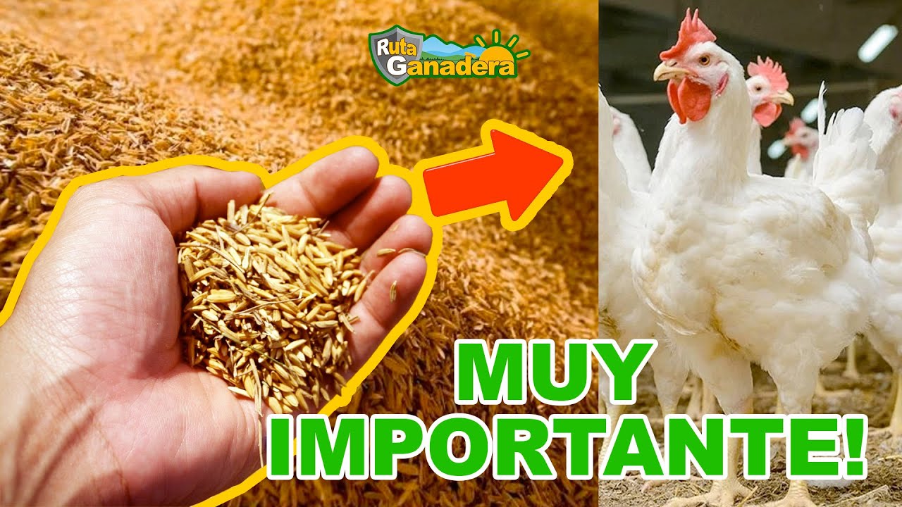CASCARILLA DE ARROZ INDISPENSABLE PARA LA GRANJAS DE POLLO