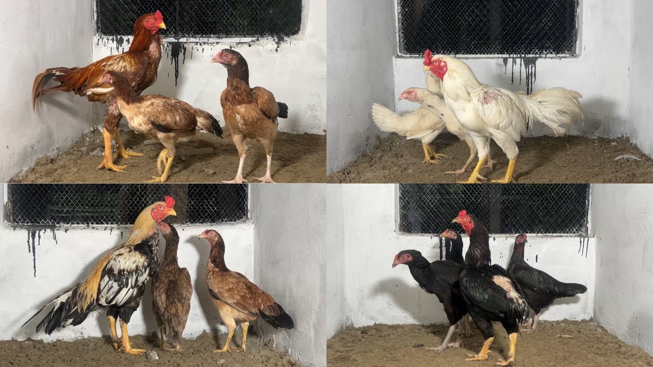 Aseel Murgha New Cages | Aseel Murga Breeding Setup | M Birds