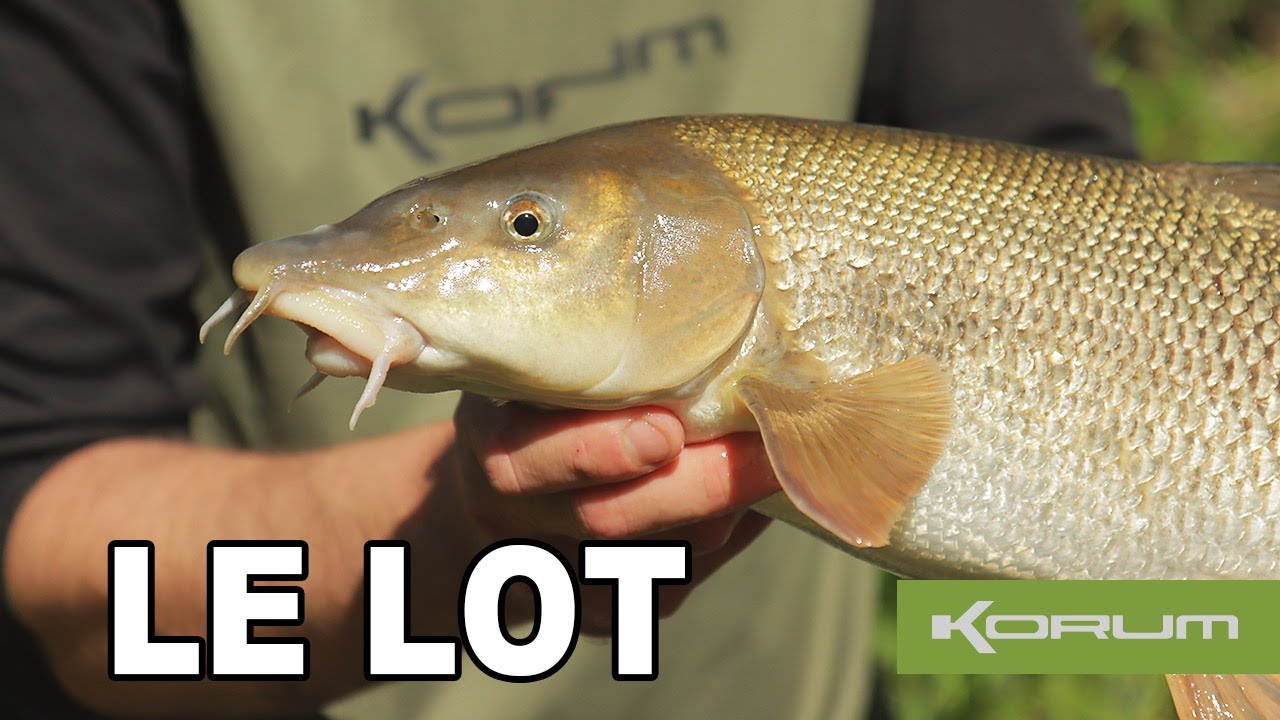 PÊCHE AU FEEDER SUR LE LOT | Session de pêche de barbeau dans la vallée du Lot