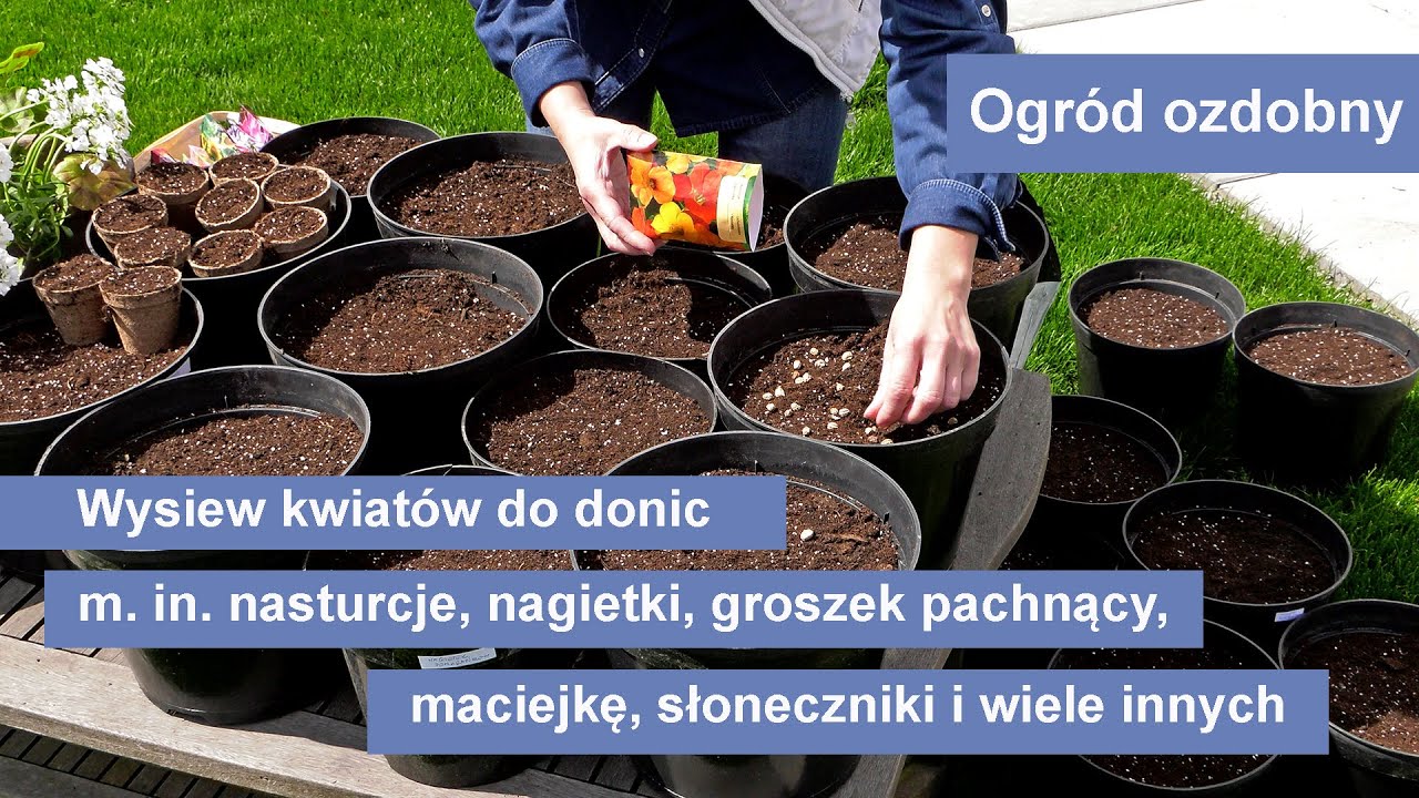 Wysiew kwiat&oacute;w do donic w maju. Kwiaty w ogrodzie - ogr&oacute;d ozdobny