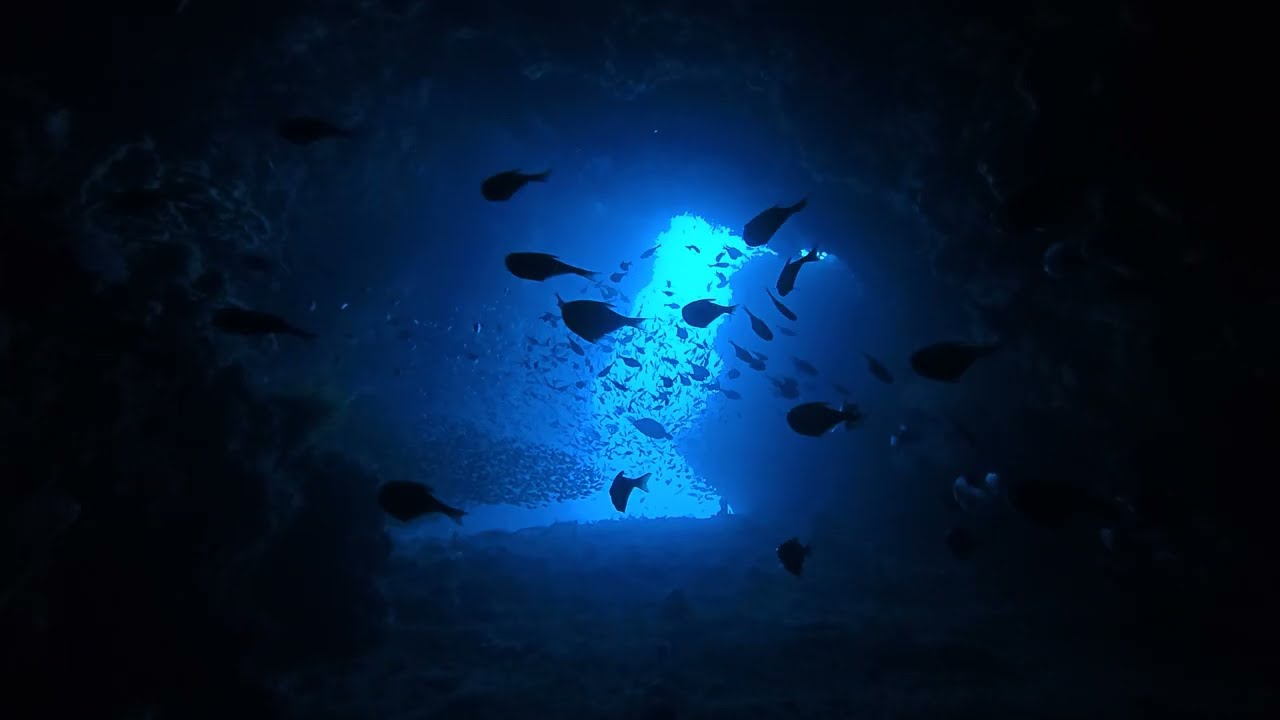 Diving in Alor (4K)
