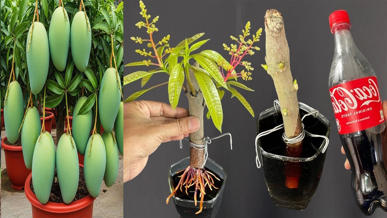 Summary of 3 super special and cost-saving mango breeding techniques