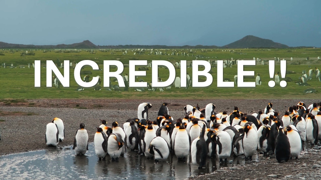 🐧 INCREDIBLE! 100,000+ King Penguins at Salisbury Plain, South Georgia