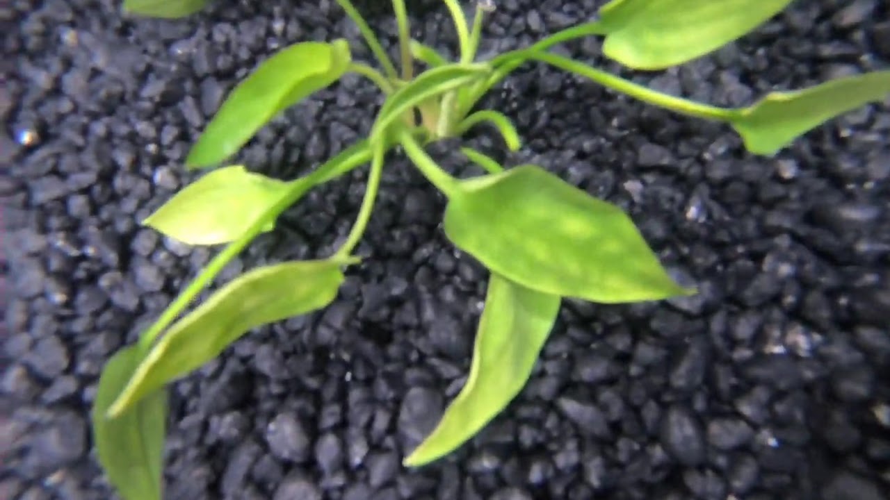 Cryptocoryne Pontederiifolia (small)