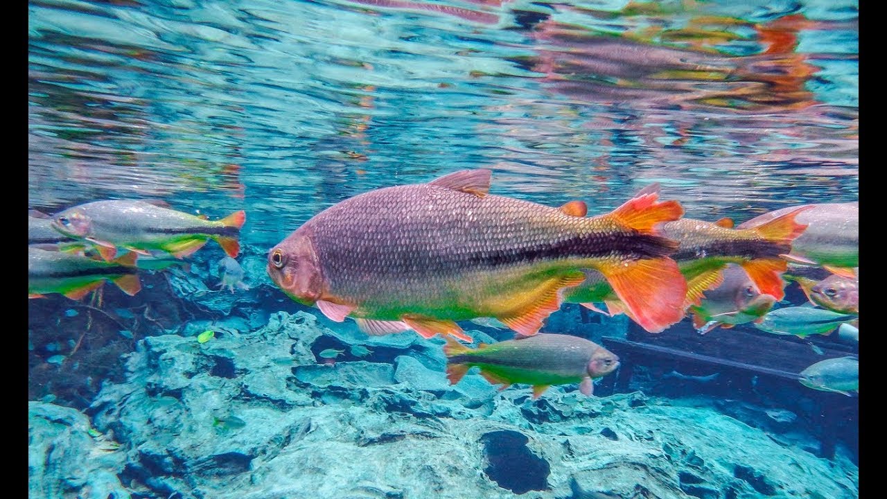 Rio Da Prata River Drift Snorkeling in Bontio, Brazil - GoPro Video