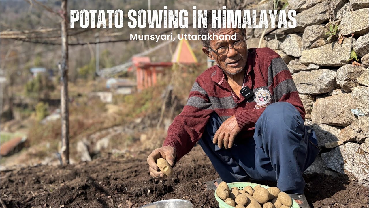 Potato Sowing in Himalayas | Munsyari, Uttarakhand