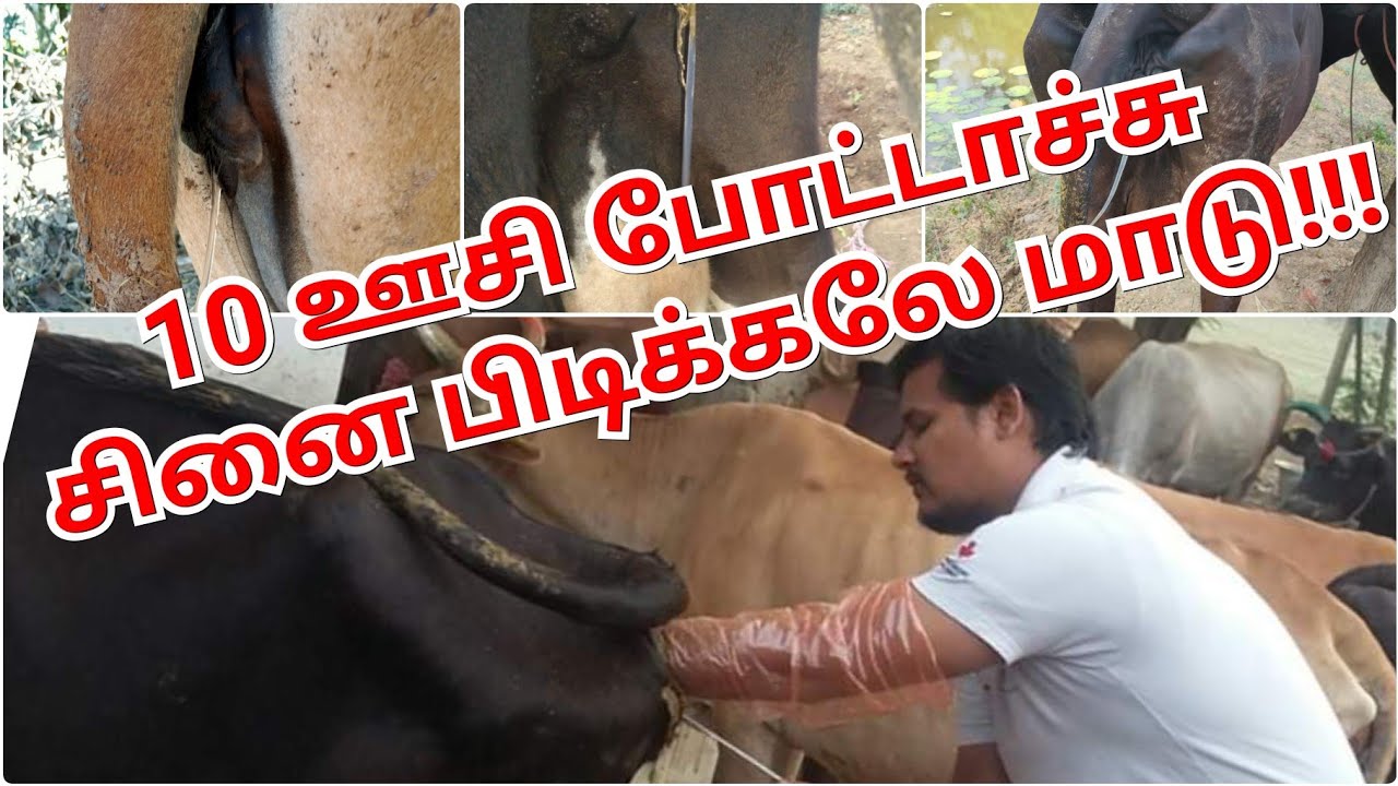 10 ஊசி போட்டாச்சு சினை பிடிக்கல மாடு என்ன காரணம்?????