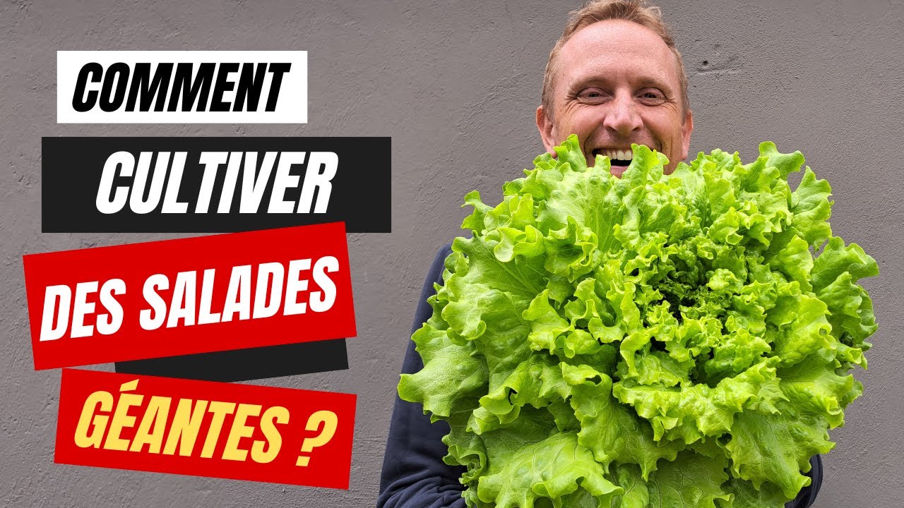 Comment cultiver des salades géantes en #aquaponie ?