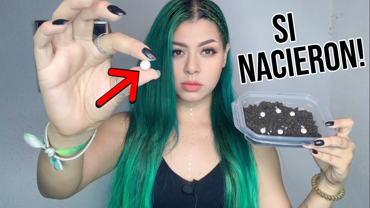 rescaté unos mini huevos y nacieron!!! que salio??