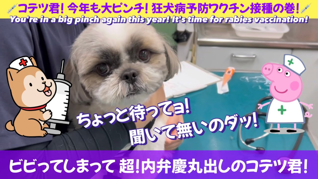 コテツ君!今年も大ピンチ!狂犬病予防ワクチン接種の巻! ビビってしまって超!内弁慶丸出しのコテツ君!