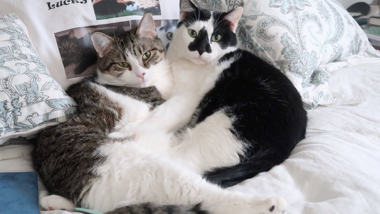 Cute Cats Cuddling Each Other! Mother And Son Bonded Cats