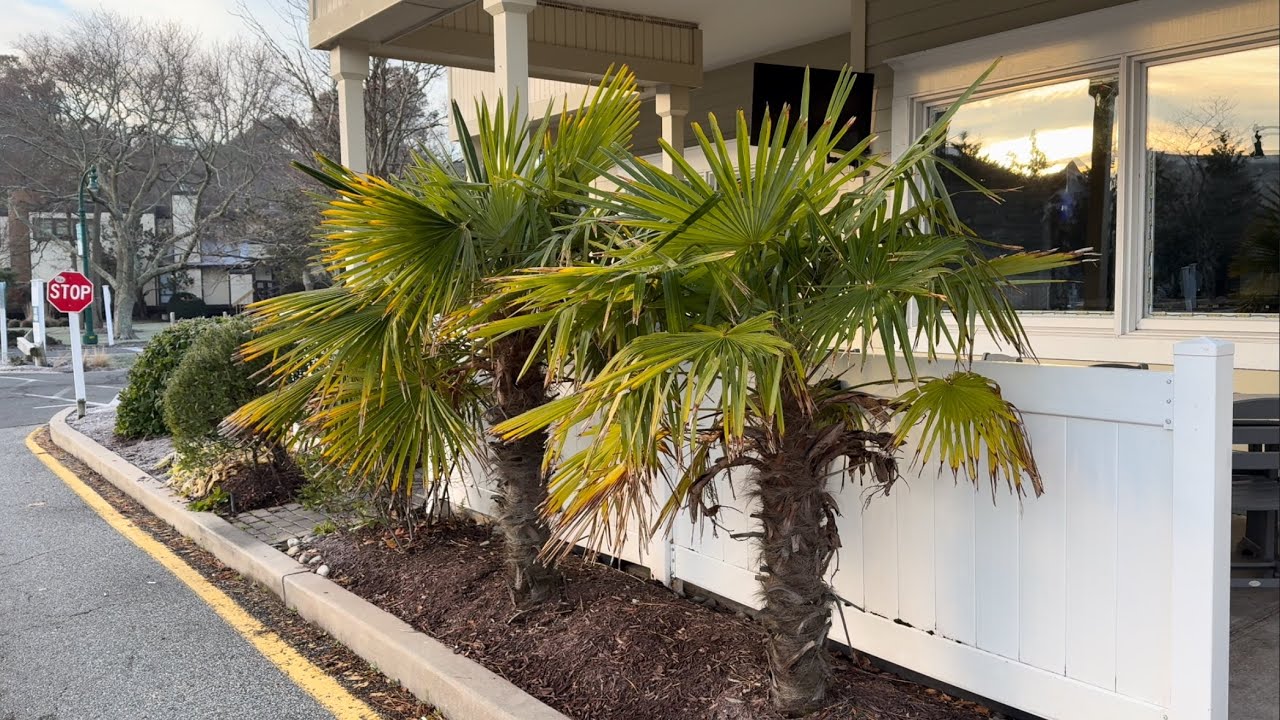 Bethany Beach Delaware Palm Trees Winter 2025