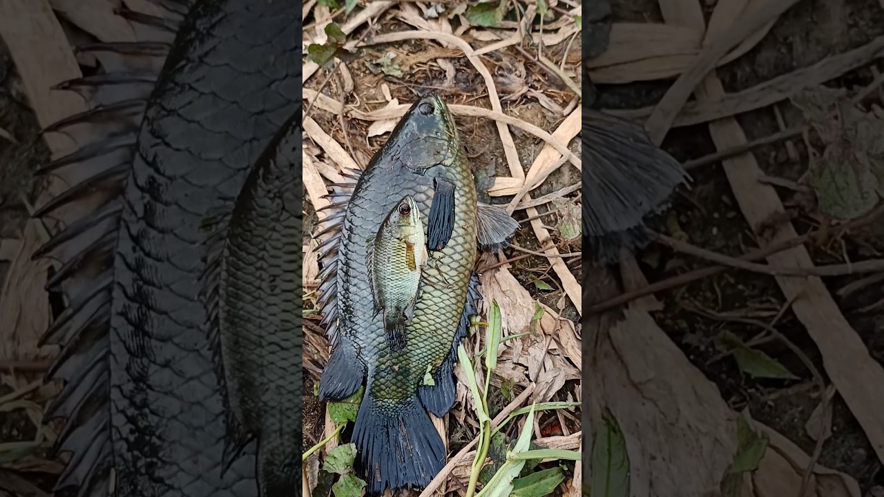 അനാബസ് പിടിക്കാൻ പോയാലോ | #fishing #shorts #keralafishing