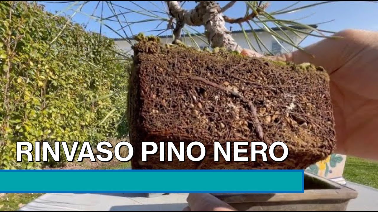 RINVASO PINO NERO BONSAI
