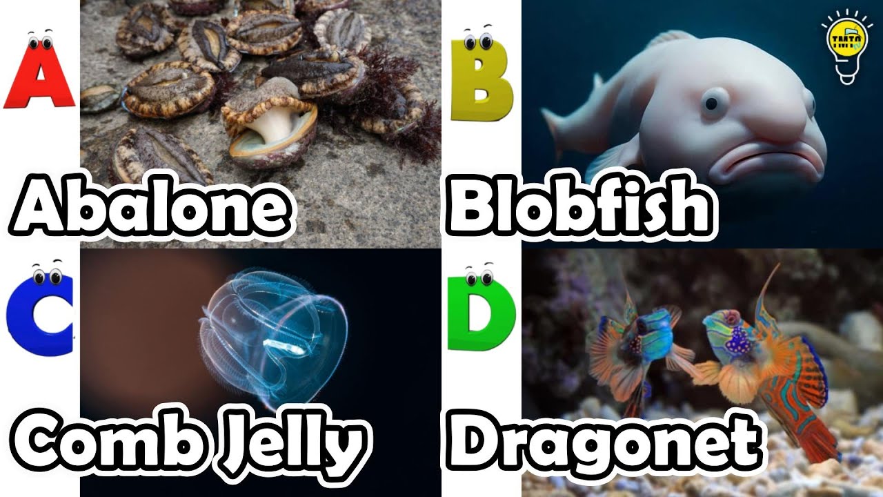 Learn Ocean Animal Names | ABC Sea Animals song | Most Popular Sea Creatures | Alphabets Kids Song