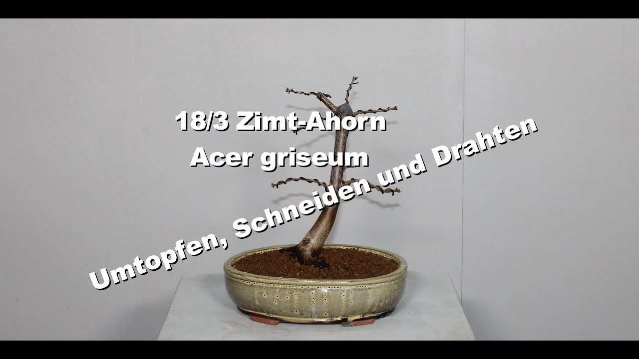 18/3 Zimt-Ahorn