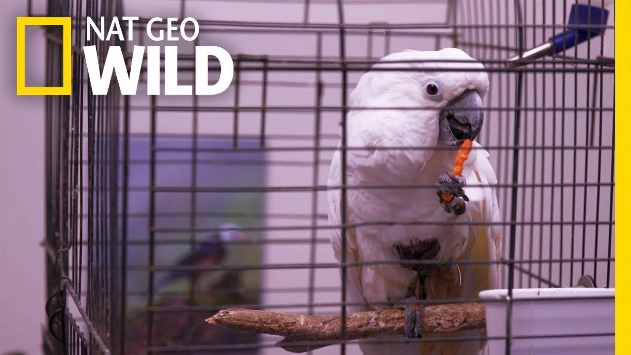 Kiki's on the Mend | Animal ER