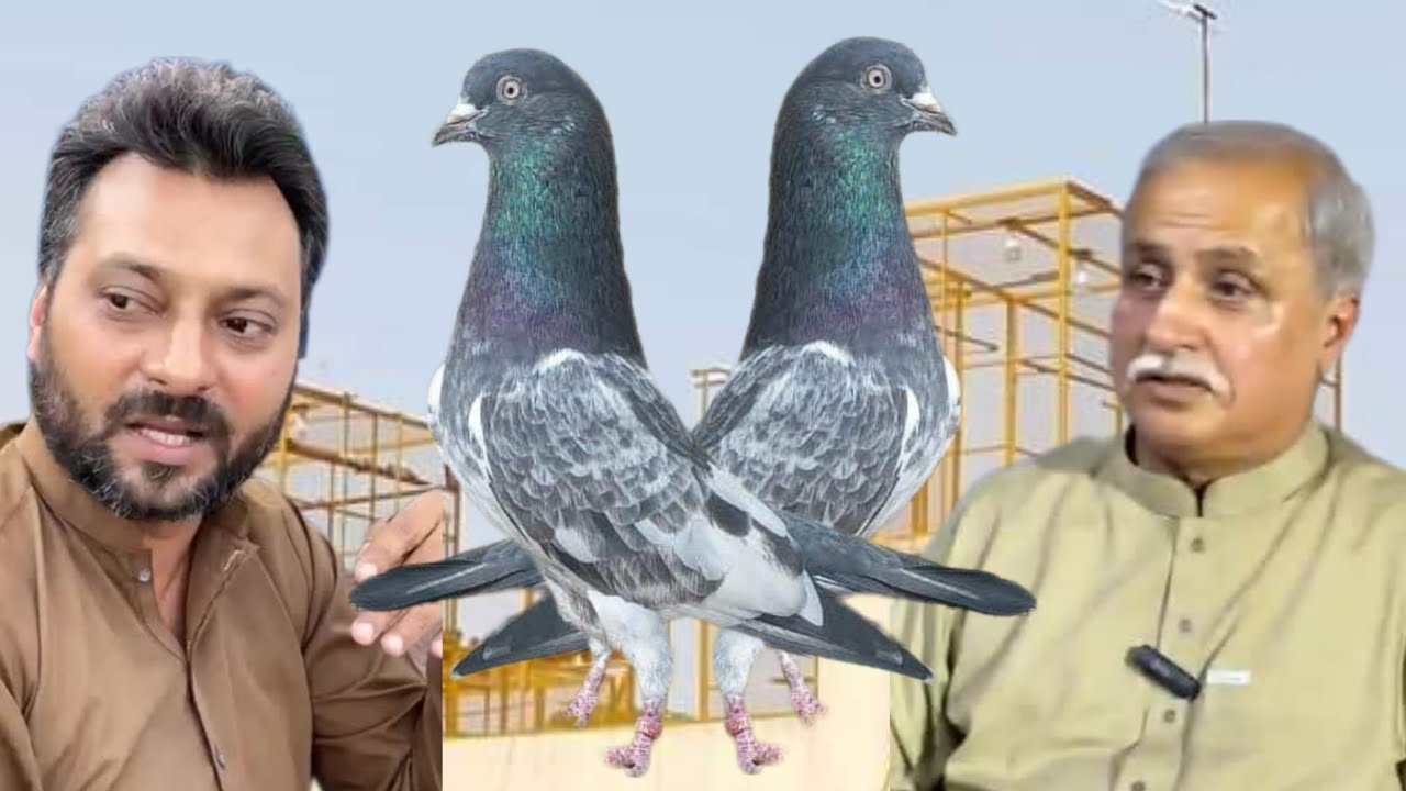 Champion Ustad Nayab Haider of Lahore ki chat se pigeons