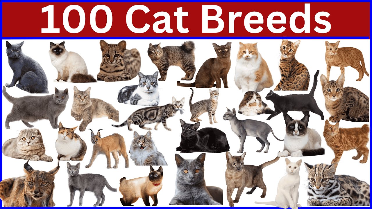 Meet the 100 Most Adorable Cat Breeds