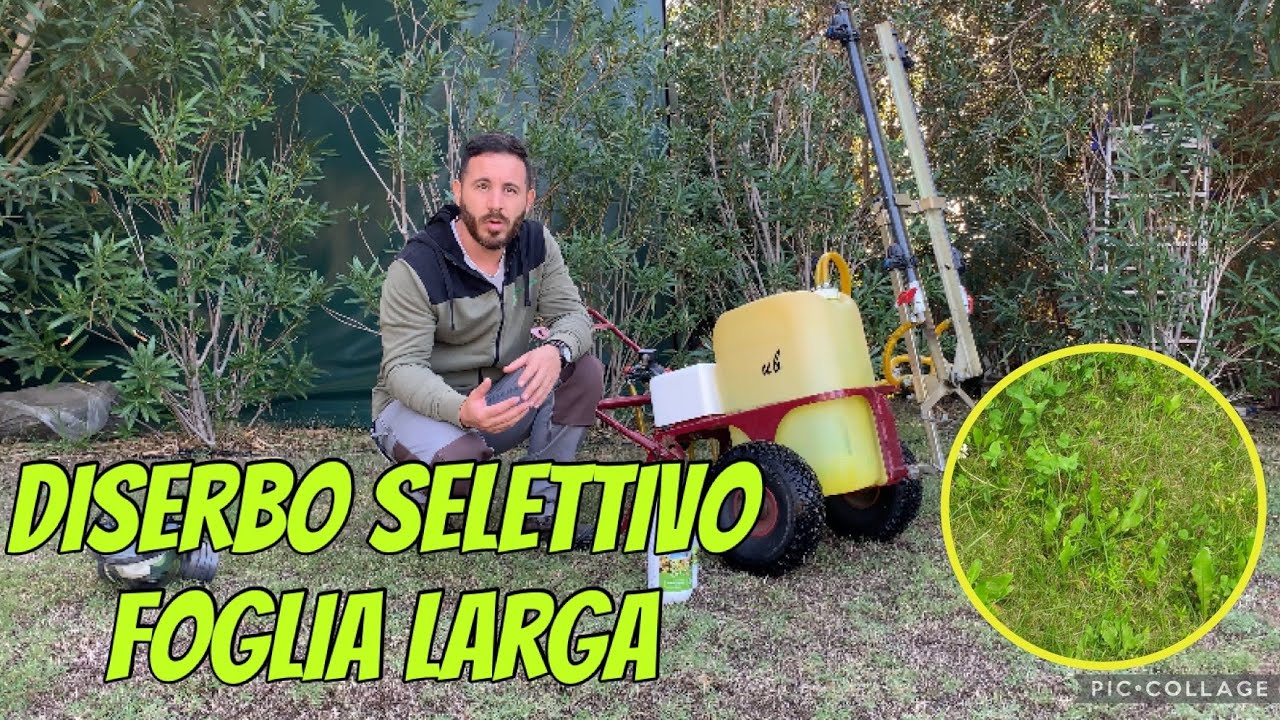 Diserbo selettivo foglia larga nel prato