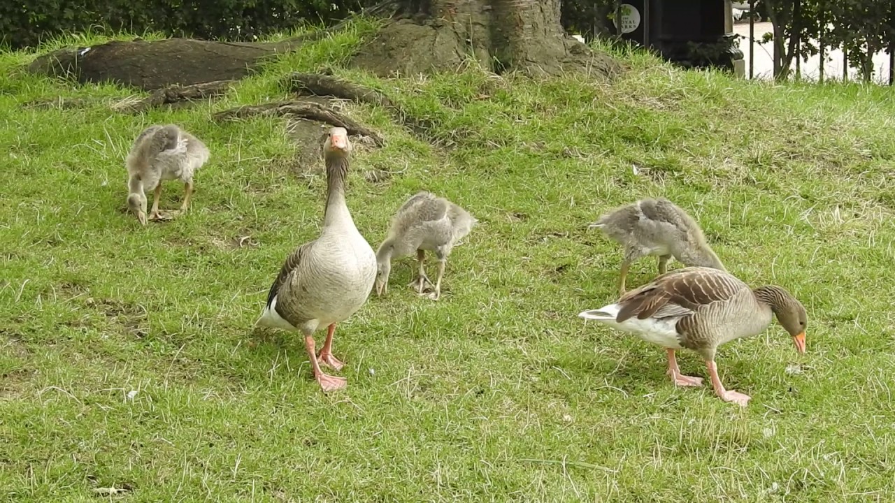 Greylags at Dell restaurant