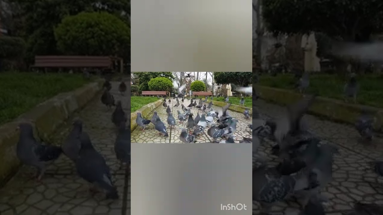 Pigeon sound affect || peaceful pigeon eating video || cute pigeons | cutest animals