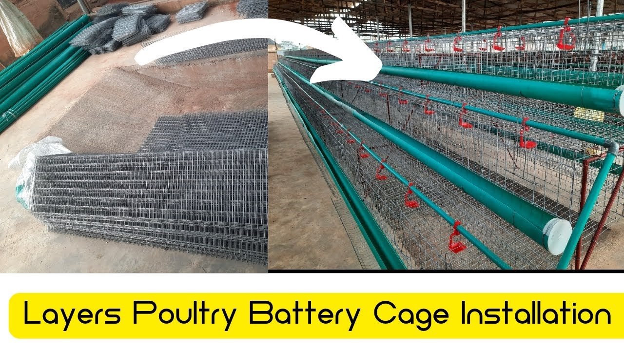 How To Install Battery Cage For Poultry Birds:Why Battery Cage is Advisable To Use For Layer Farming